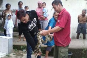 Warga berhasil menangkap ular sanca yang meresahkan.